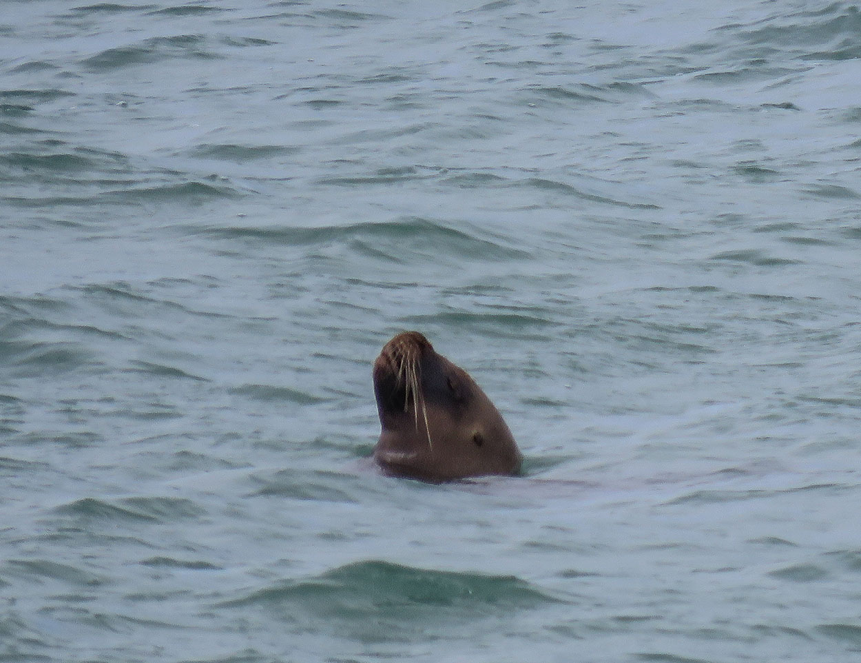 Foto Lobo Marino de Un Pelo
