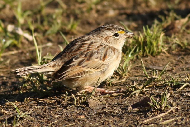 Foto Cachilo Ceja Amarilla