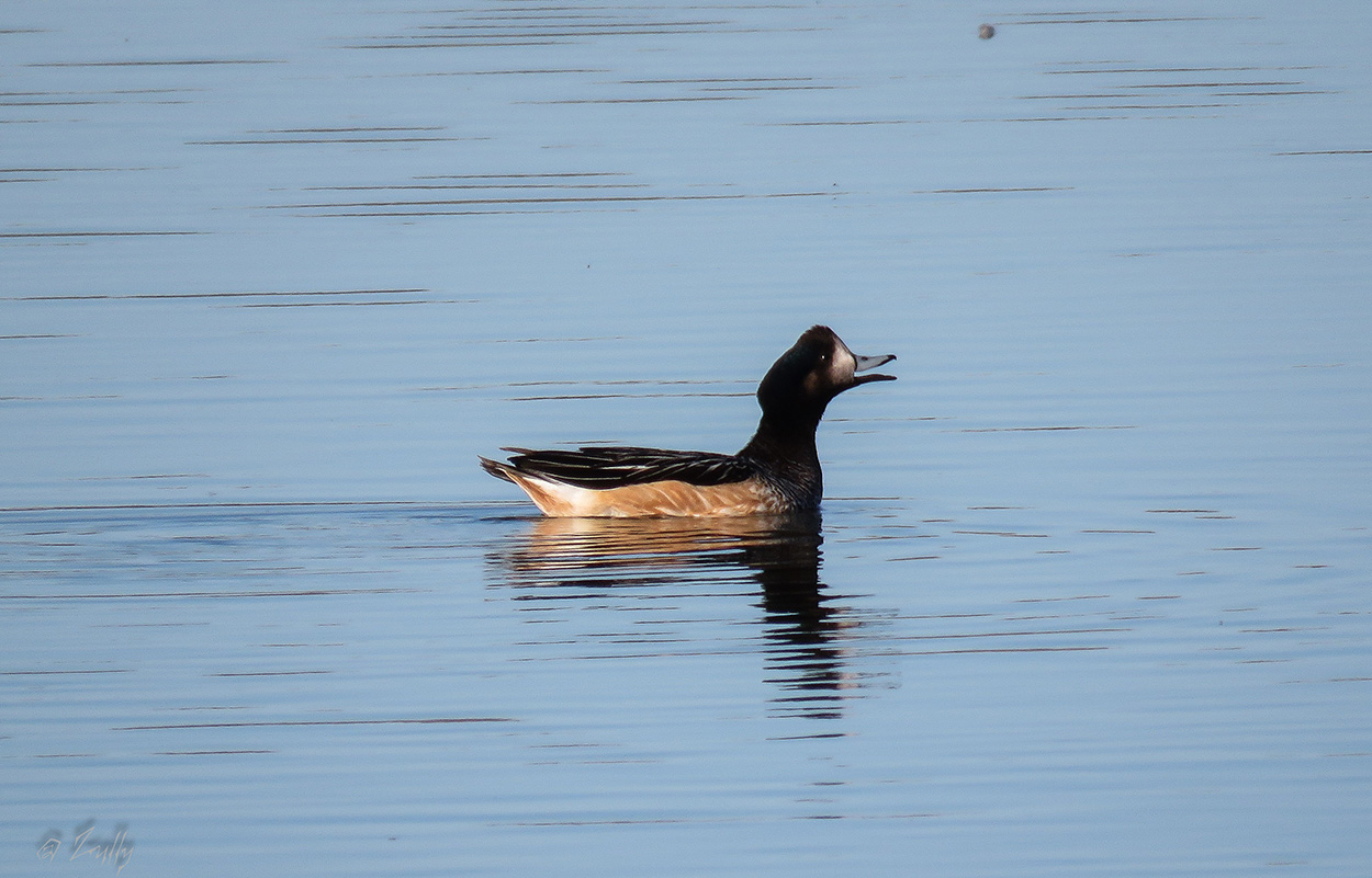 Foto Pato Overo