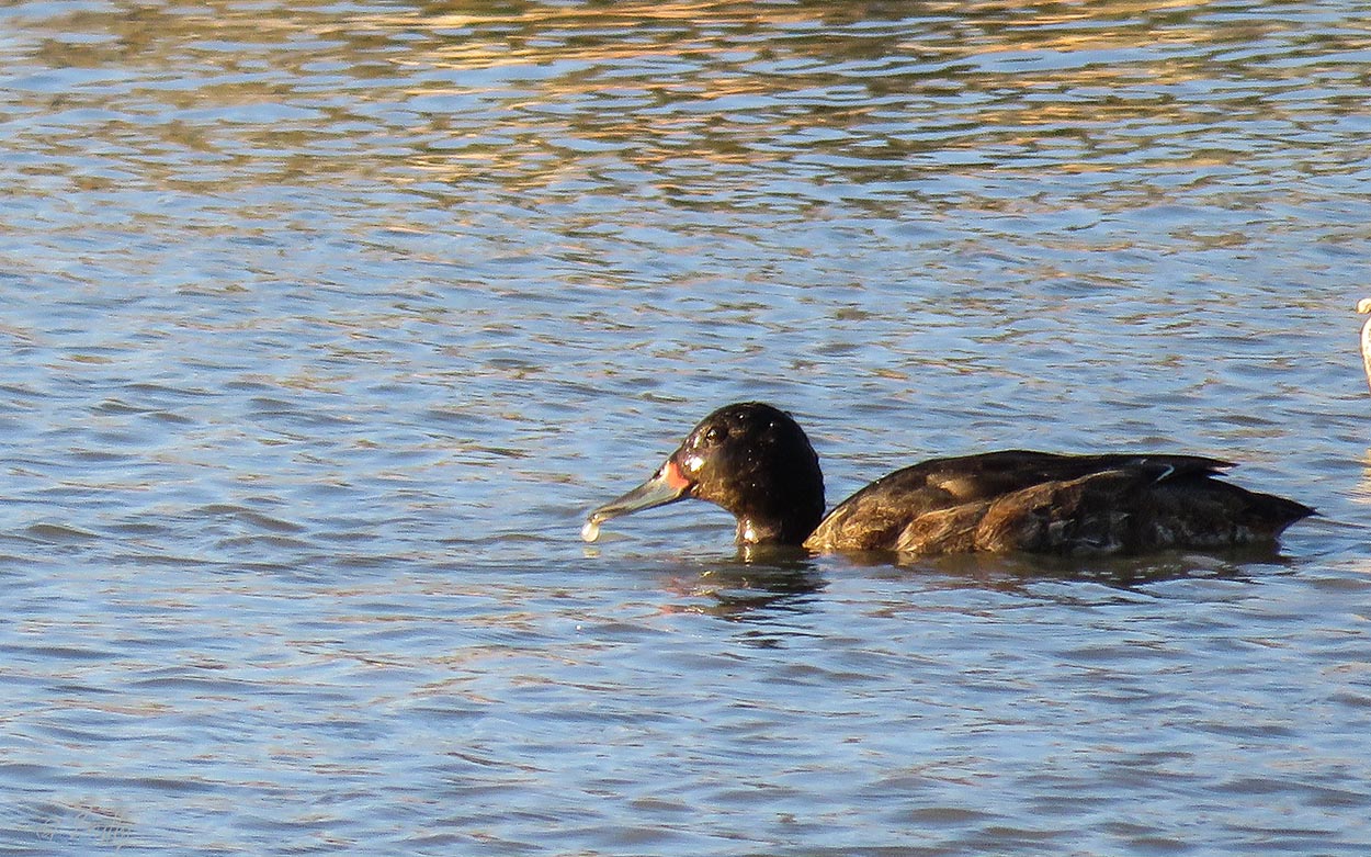 Foto Pato Cabeza Negra