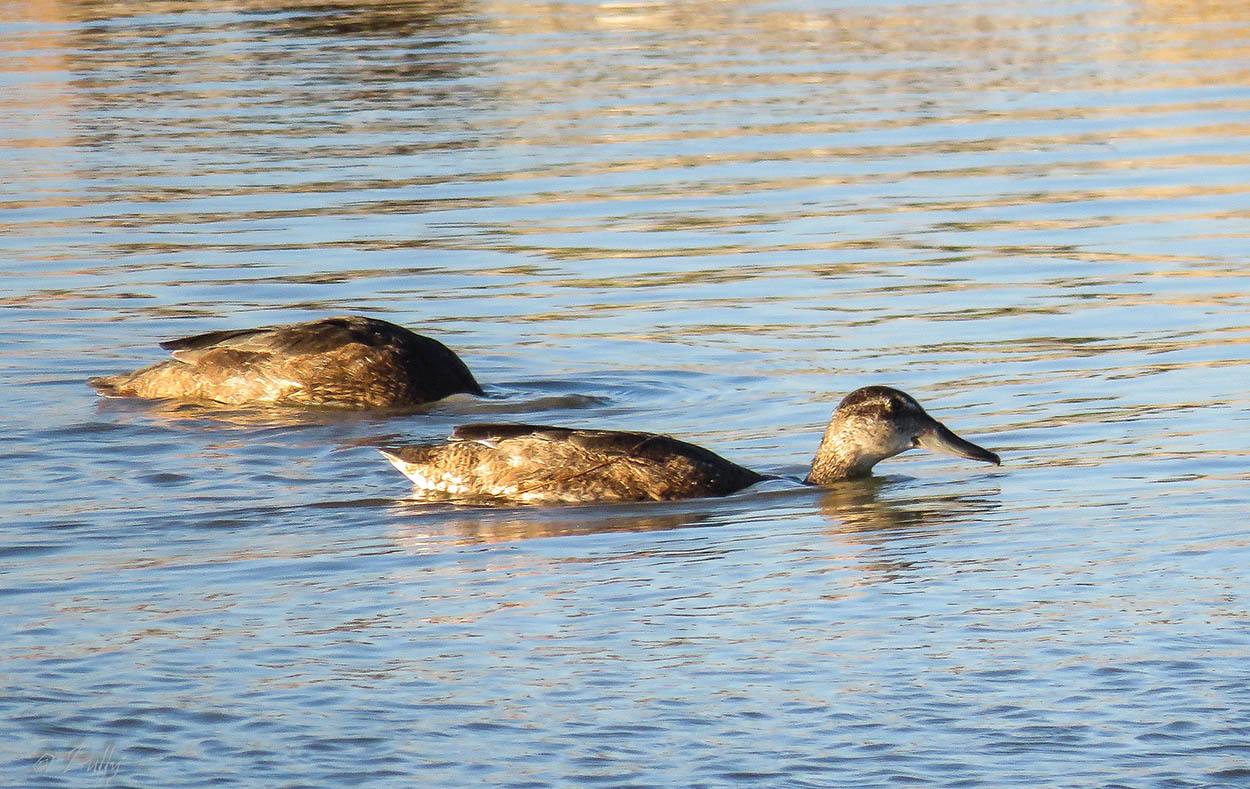 Foto Pato Cabeza Negra