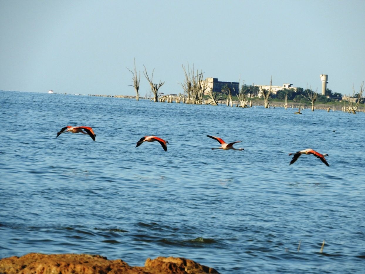 Foto Flamenco Austral