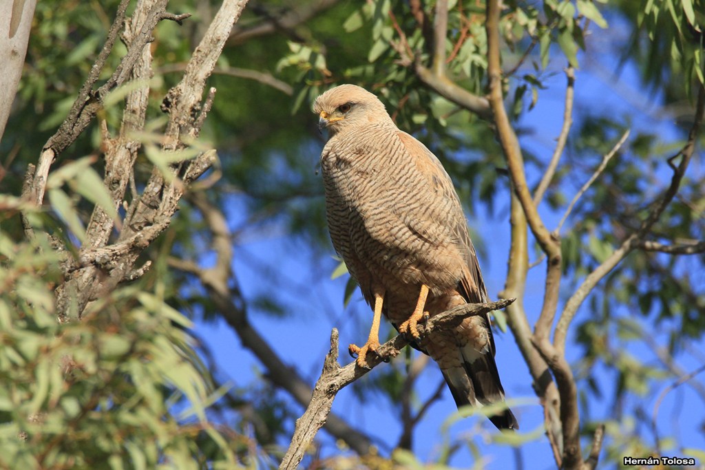 Foto Aguilucho Colorado