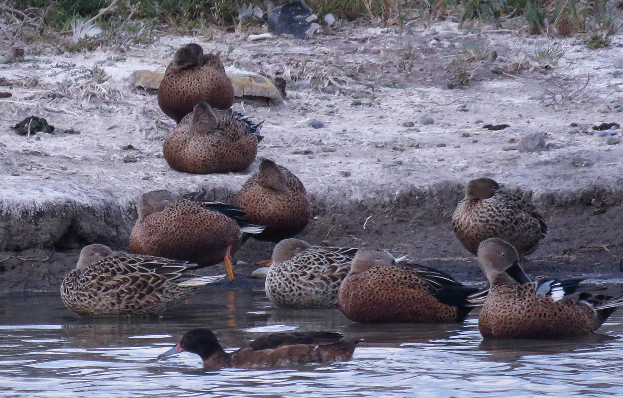 Foto Pato Cabeza Negra