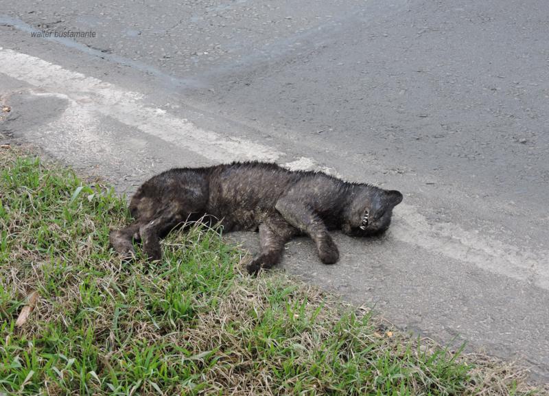 Foto Gato Montés