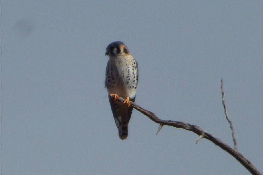 Foto Halconcito Colorado