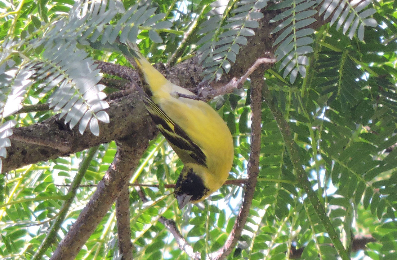 Foto Cabecitanegra Común