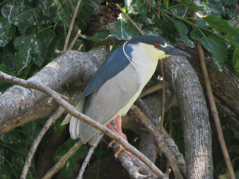 Foto Garza Bruja