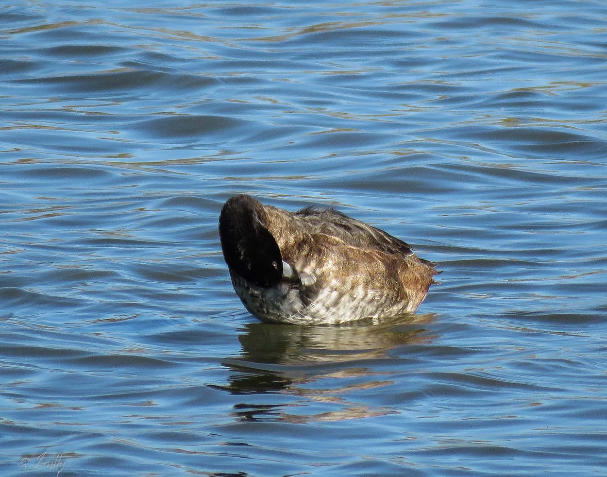 Foto Pato Cabeza Negra