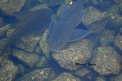  (Hypostomus punctatus)