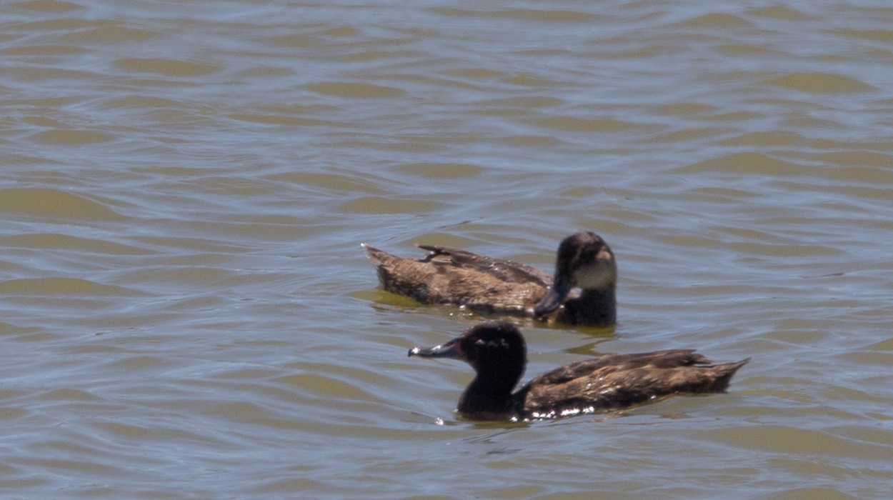Foto Pato Cabeza Negra