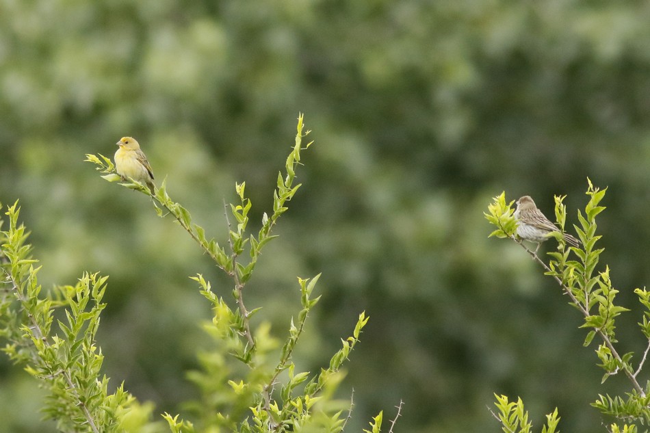 Photo Jilguero Dorado