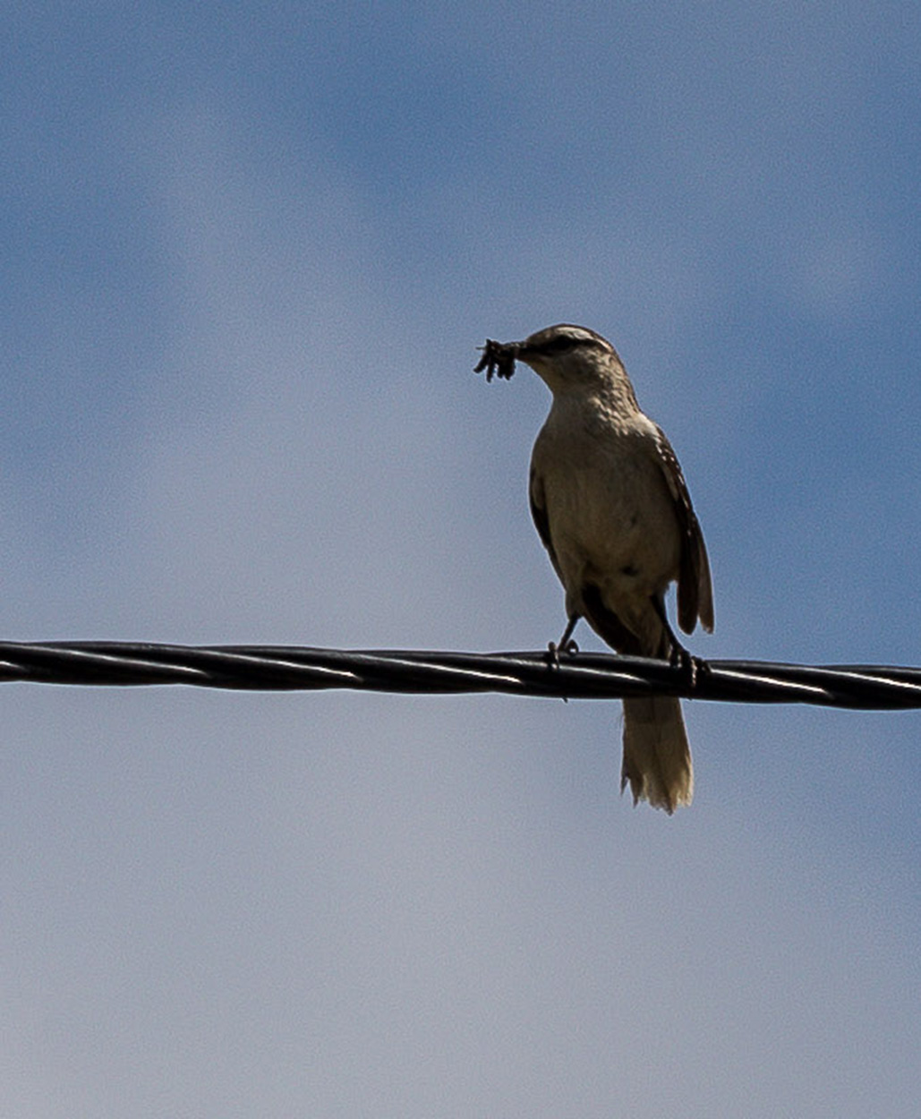 Foto Calandria Grande