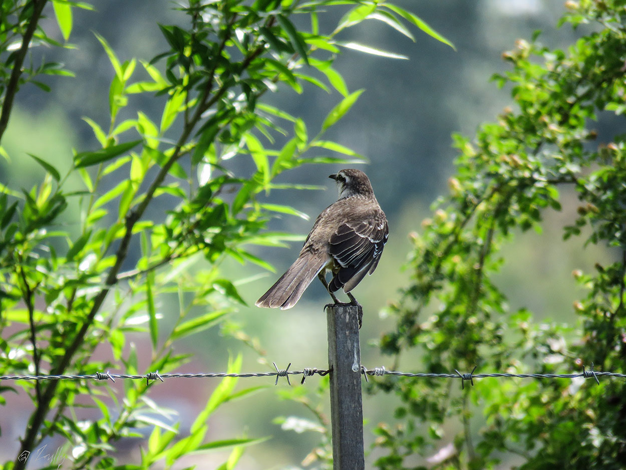 Foto Calandria Grande
