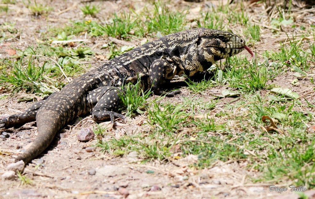 Photo Lagarto Overo