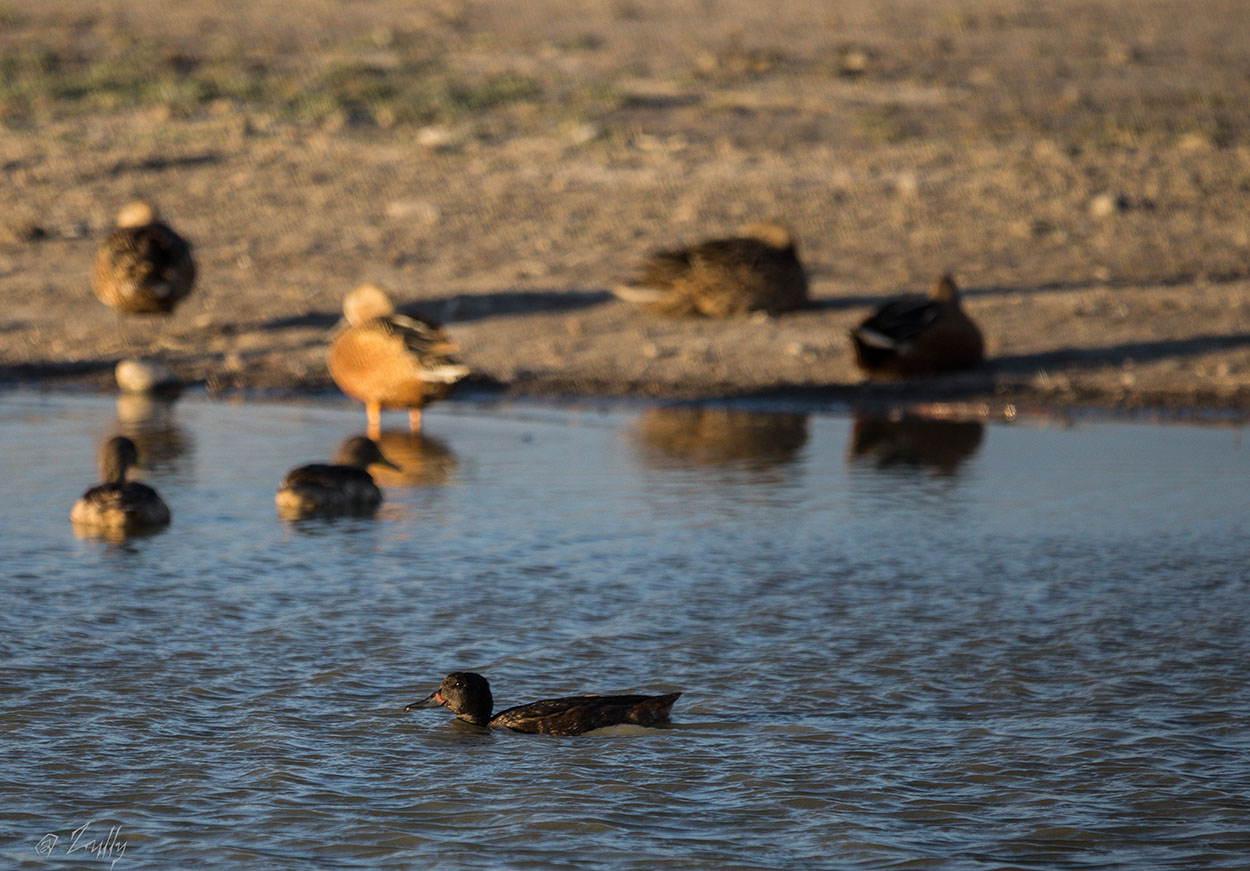 Foto Pato Cabeza Negra