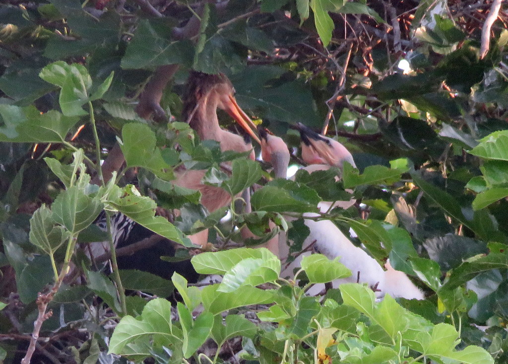 Foto Aninga