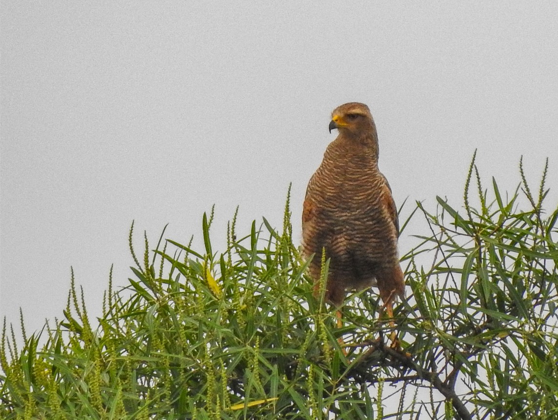 Photo Aguilucho Colorado