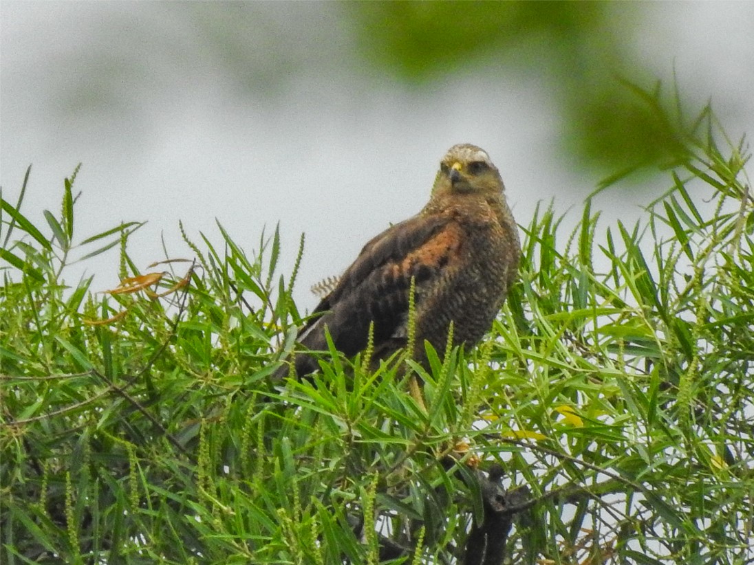 Photo Aguilucho Colorado