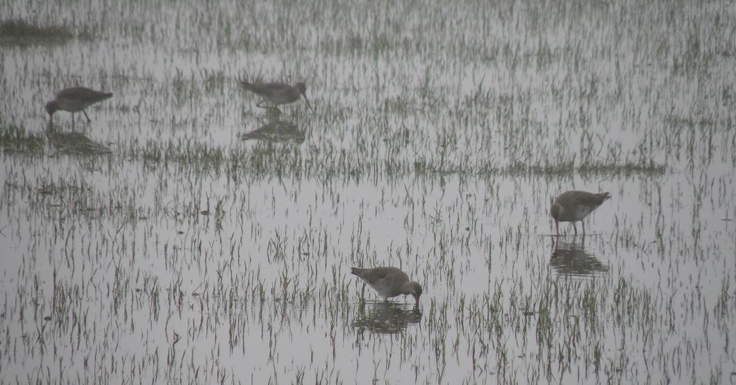 Foto Aguja Colinegra