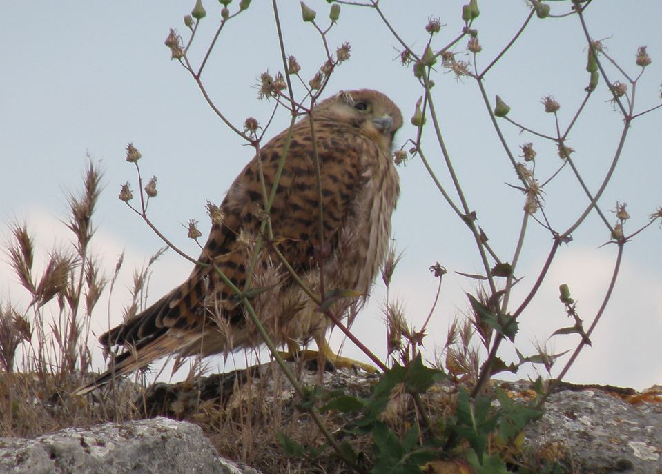 Foto Cernícalo Vulgar