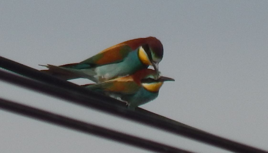 Foto Abejaruco Europeo