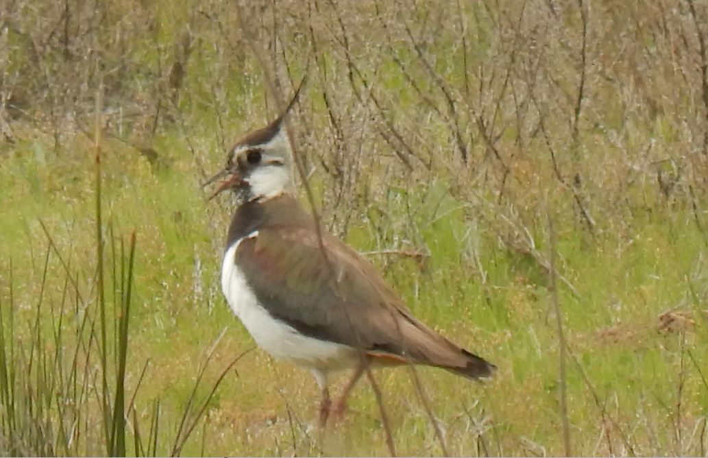 Foto Avefría Europea
