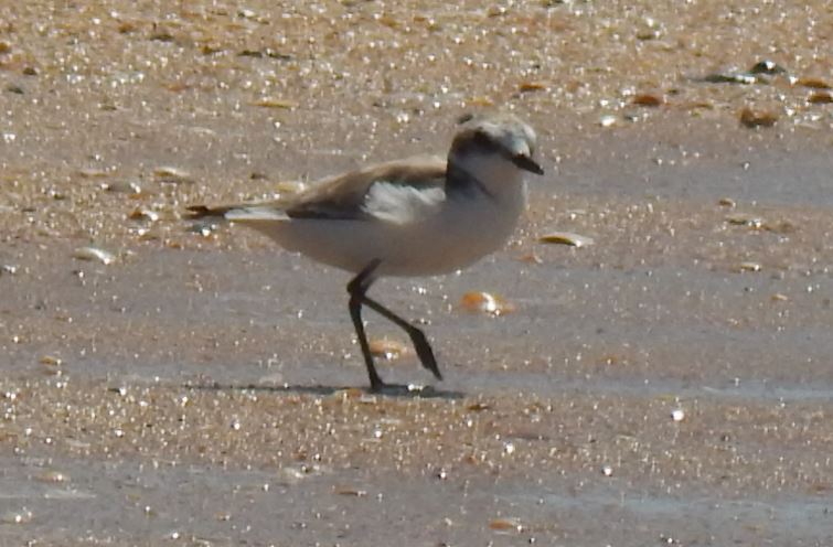 Foto Chorlitejo Patinegro