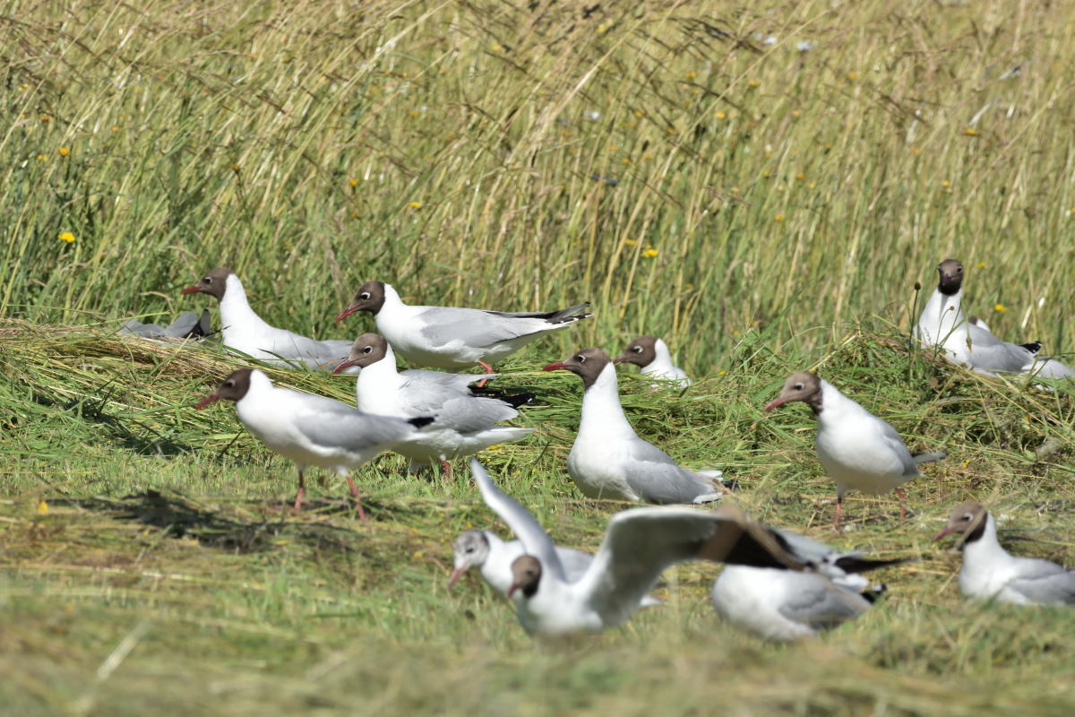 Photo Gaviota Capucho Café