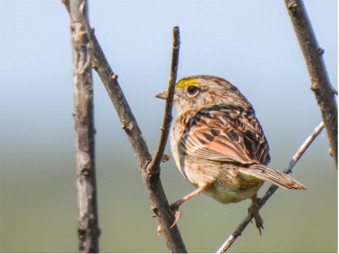 Foto Cachilo Ceja Amarilla