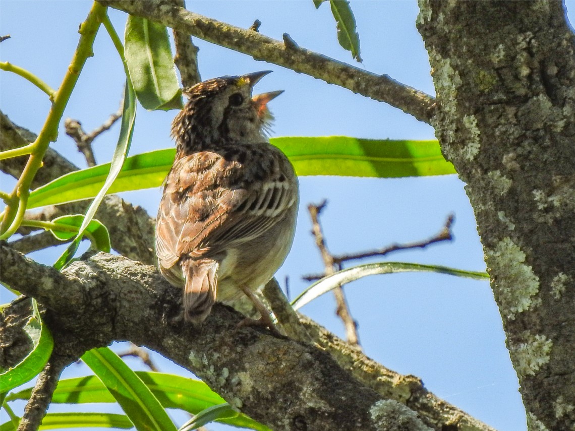 Foto Cachilo Ceja Amarilla