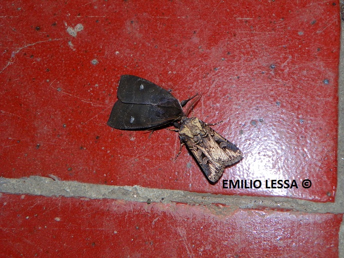 Foto Gusano Grasiento