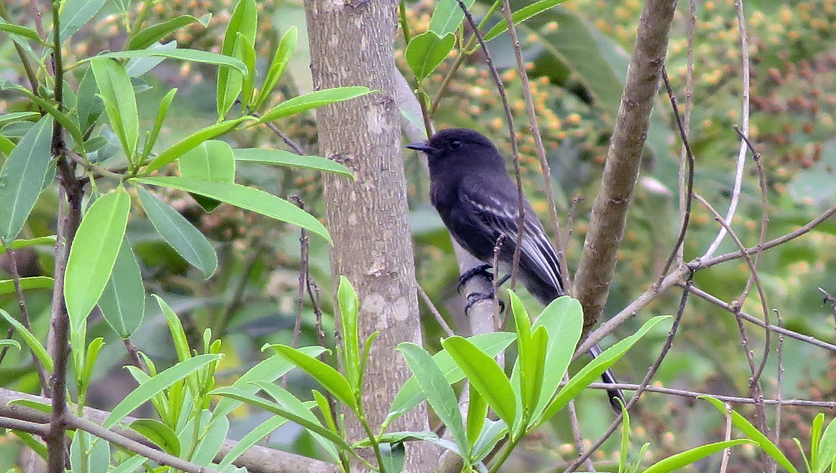 Photo Viudita de Río