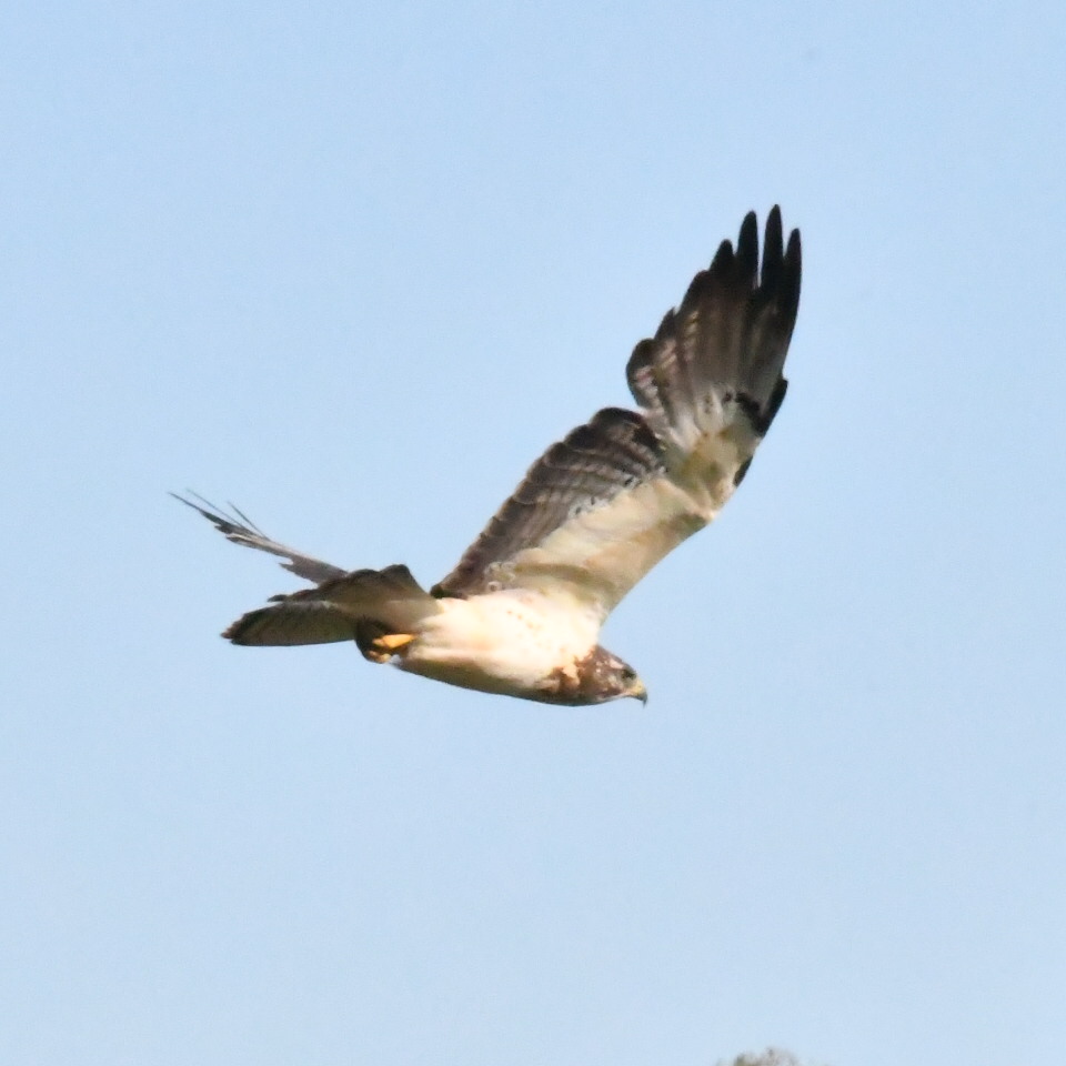 Photo Aguilucho Langostero