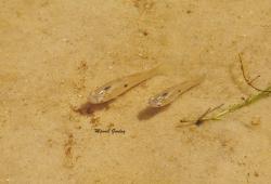  (Poecilia vivipara)