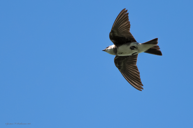 Foto Golondrina Parda