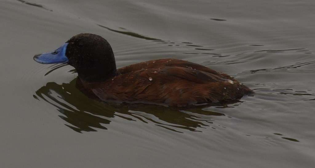Foto Pato Zambullidor Chico