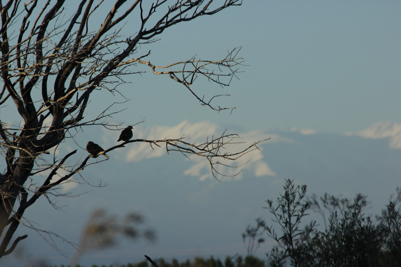 Photo Torcaza Común