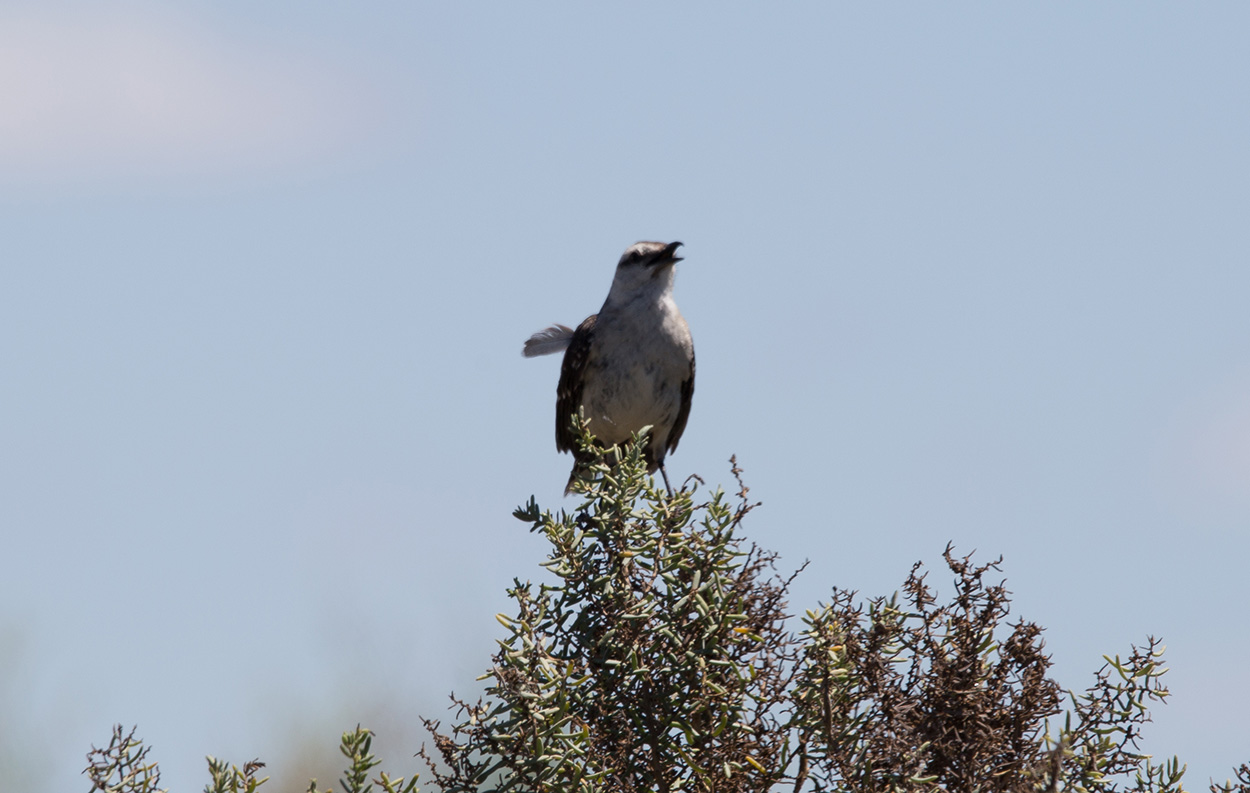Photo Calandria Grande