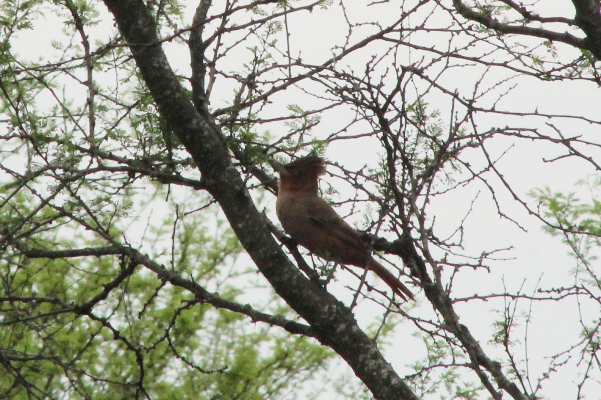 Foto Cacholote Castaño