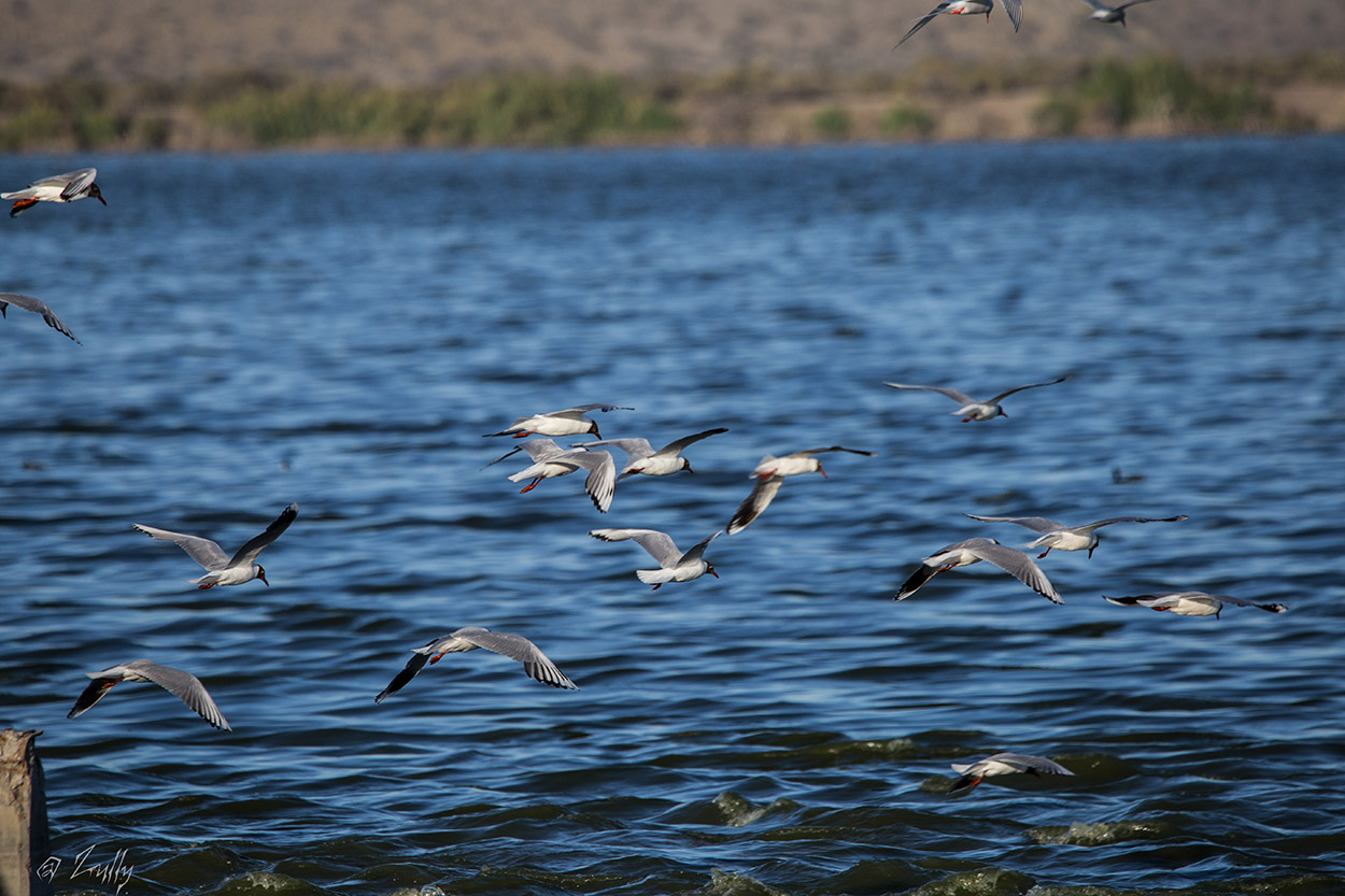 Foto Gaviota Capucho Café