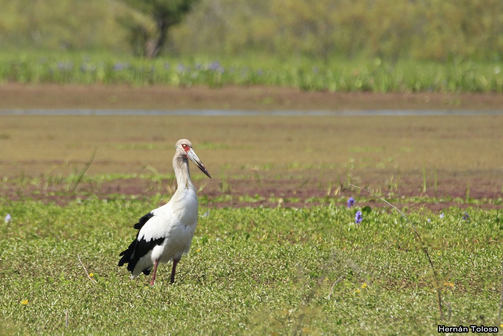 Foto Cigüeña Americana