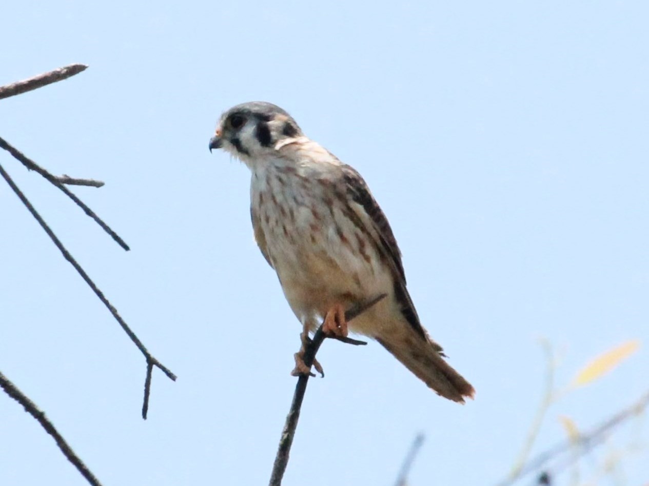 Photo Halconcito Colorado