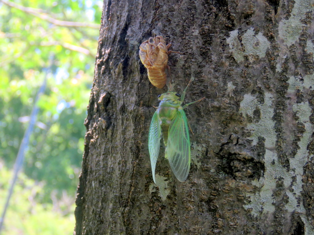 Photo Chicharra Verde