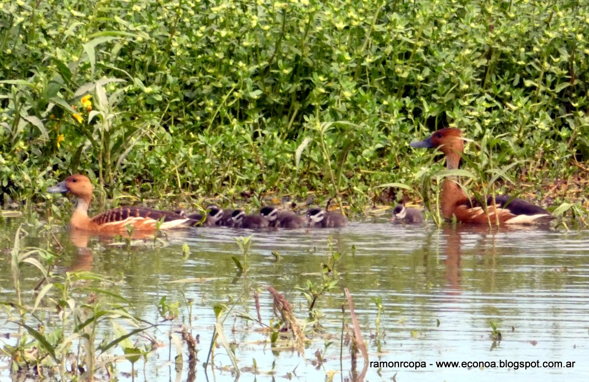 Foto Sirirí Colorado