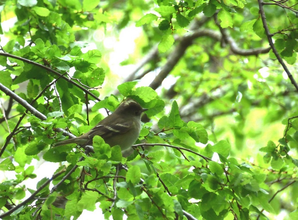 Fiof o Silb n Elaenia Albiceps EcoRegistros Fiof o Silb n Elaenia Albiceps EcoRegistros