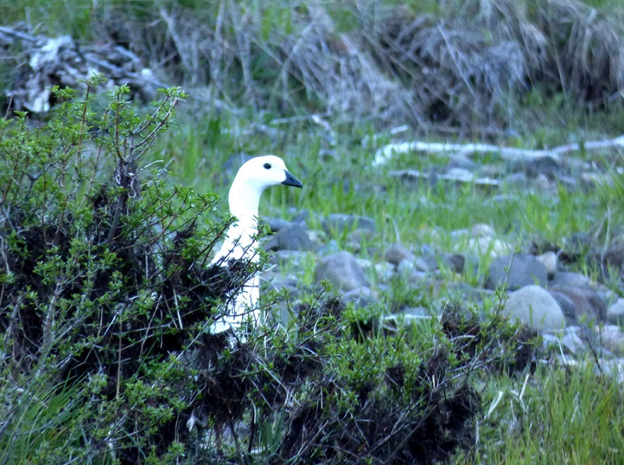 Photo Cauquén Común