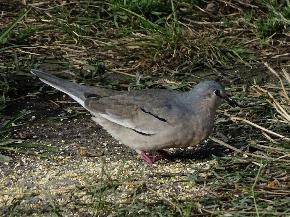 Foto Torcacita Común
