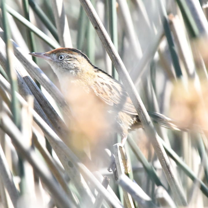 Foto Espartillero Enano