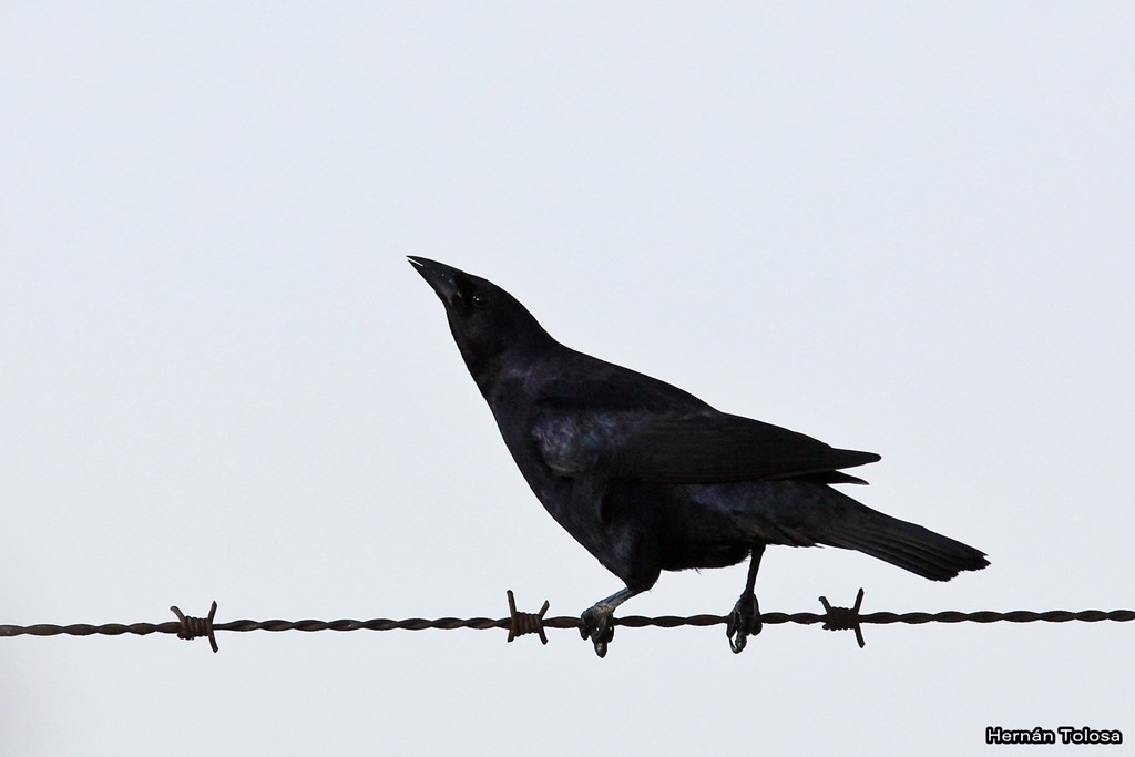 Foto Tordo Renegrido